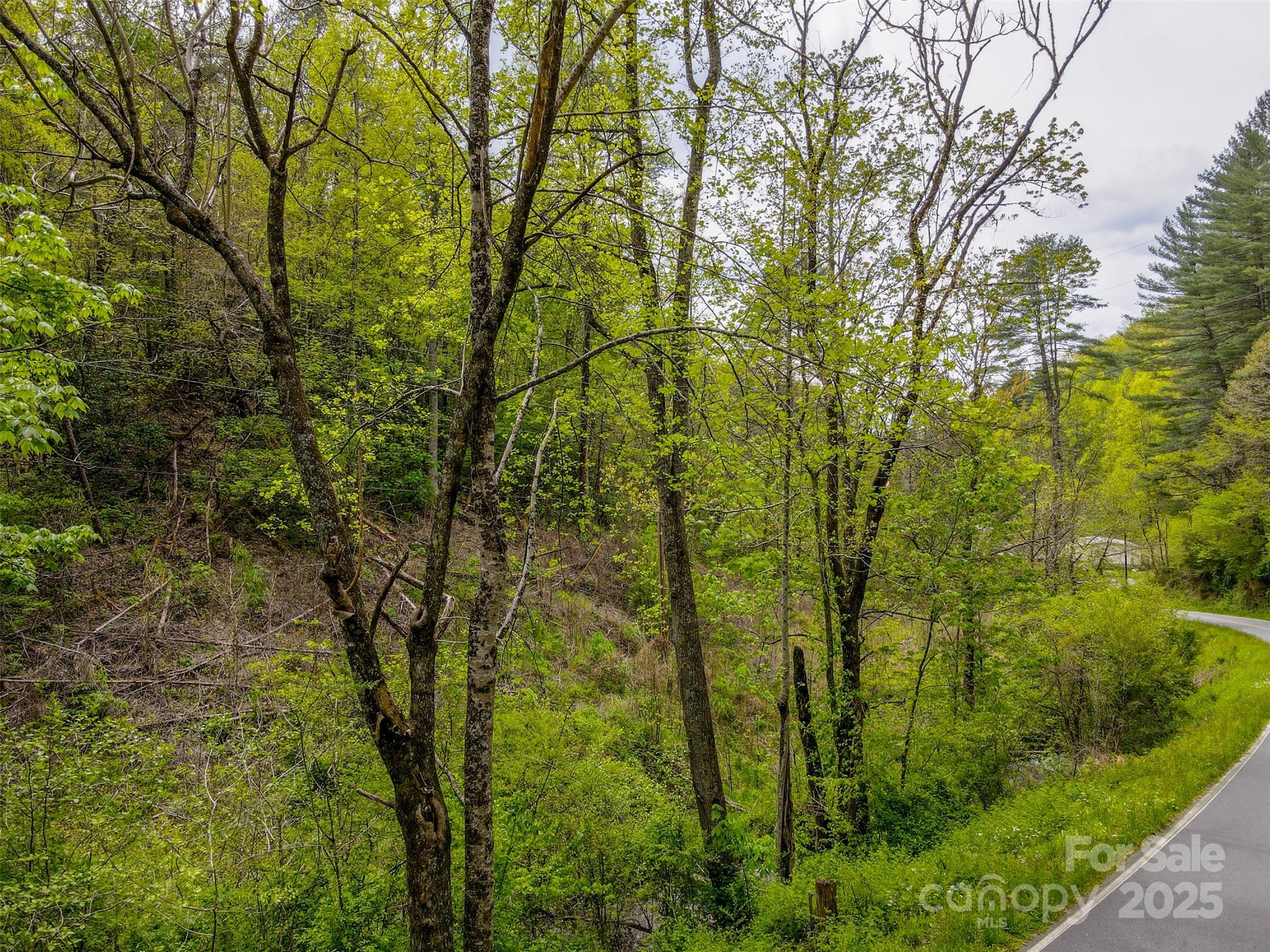 2360 Wayehutta Road Cullowhee, NC 28723 - Photo 6 of 16 a view of a yard with plants and tree