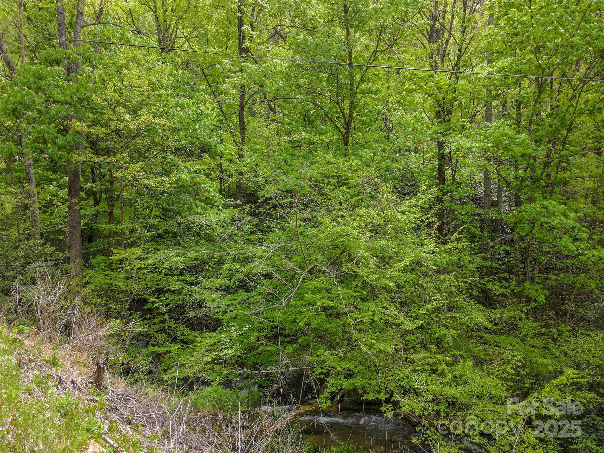 2360 Wayehutta Road Cullowhee, NC 28723 - Photo 7 of 16 a view of a lush green forest