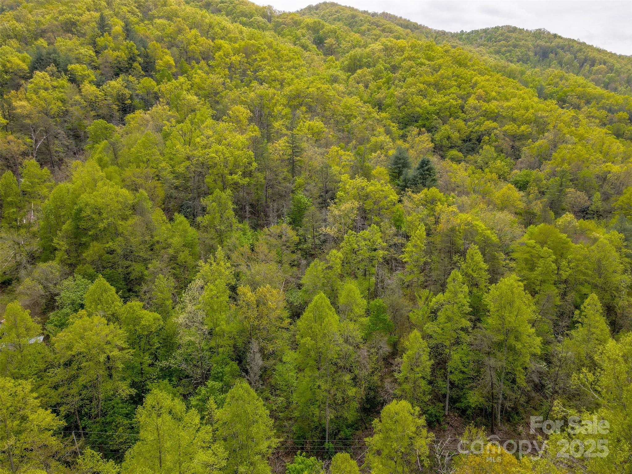 2360 Wayehutta Road Cullowhee, NC 28723 - Photo 9 of 16 a view of a big yard with green space