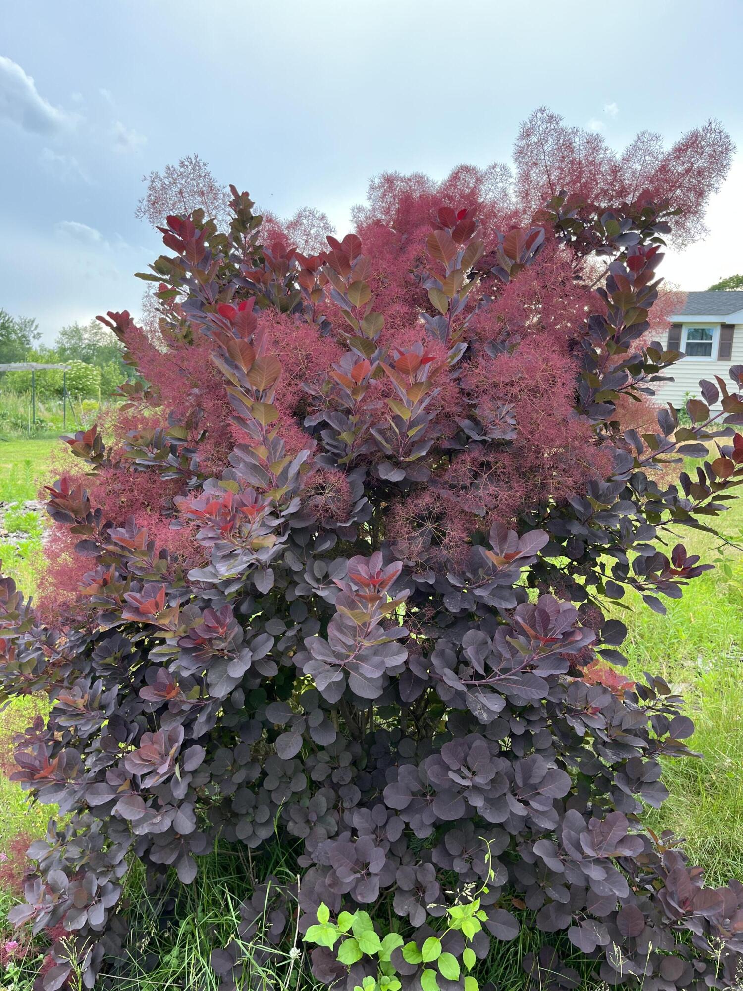 174 McKenney Road Saco, ME 04072 - Photo 23 of 29 fog bush
