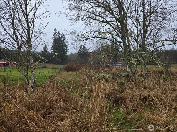 a view of a yard with large trees