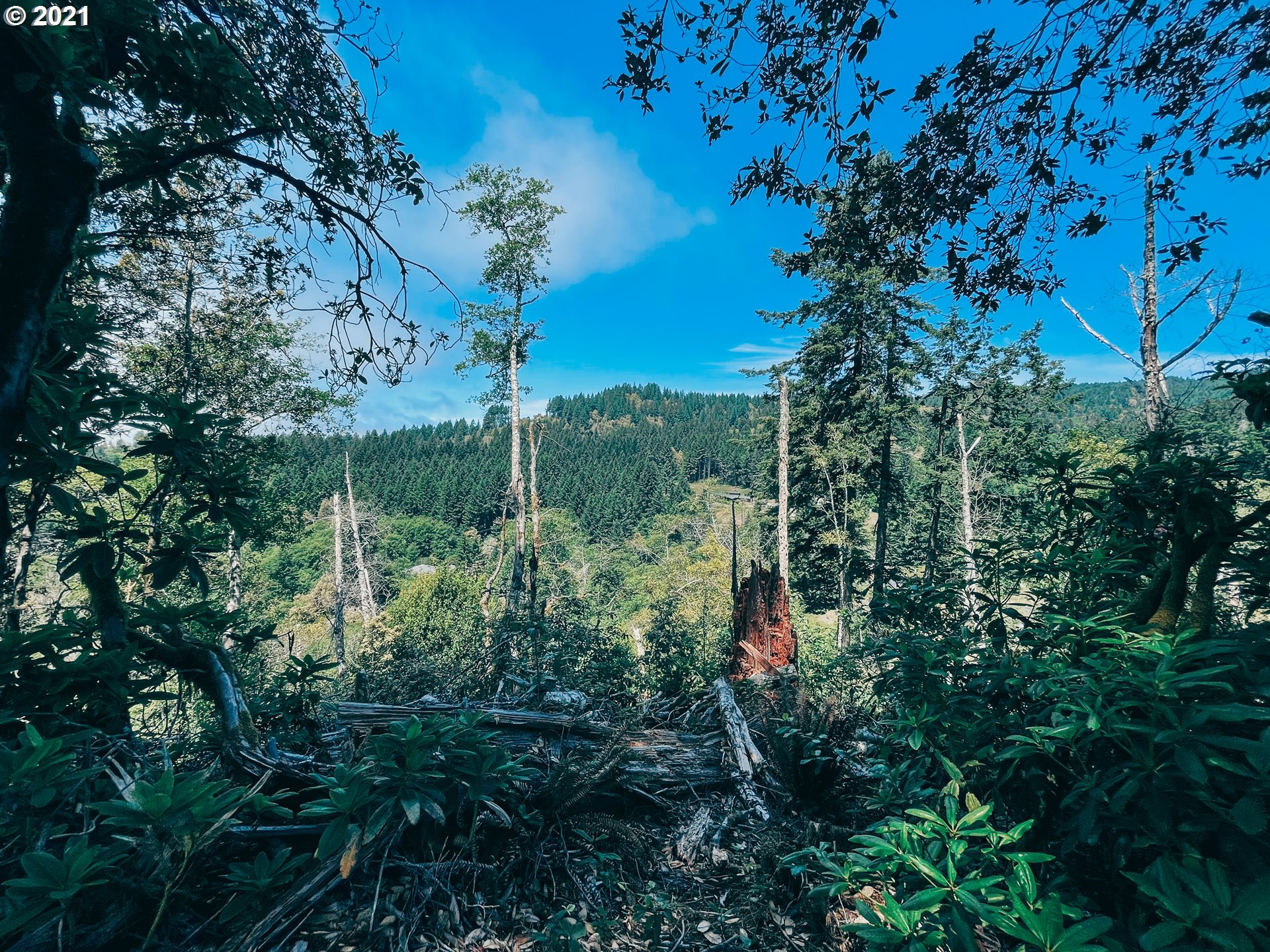 18148 Rainbow Rock Road Brookings, OR 97415 - Photo 3 of 32 a view of a forest with a tree