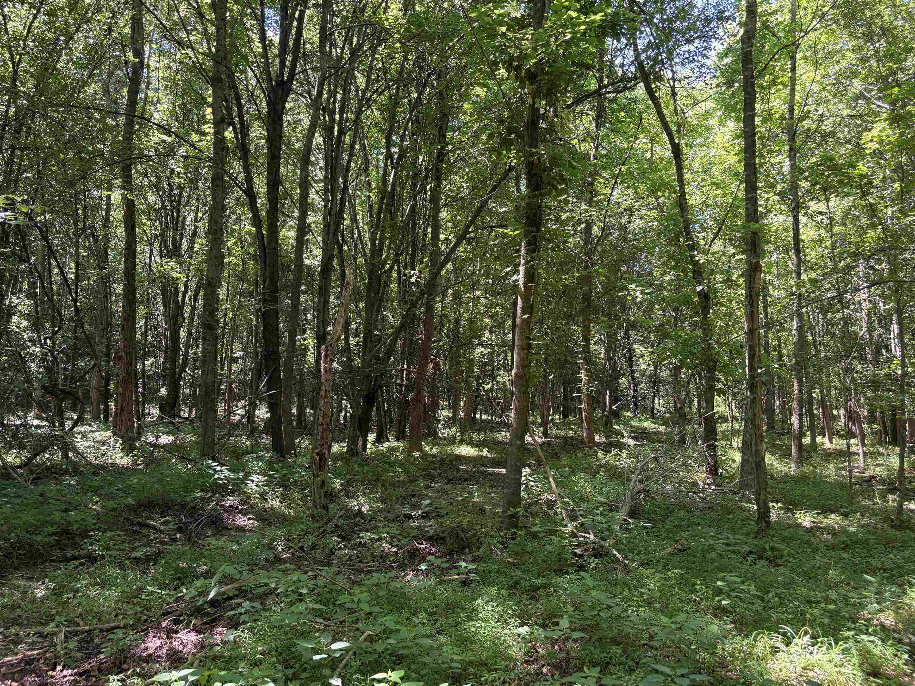 0 Walsh Road, Unit LOT 1 Millington, TN 38053 - Photo 8 of 8