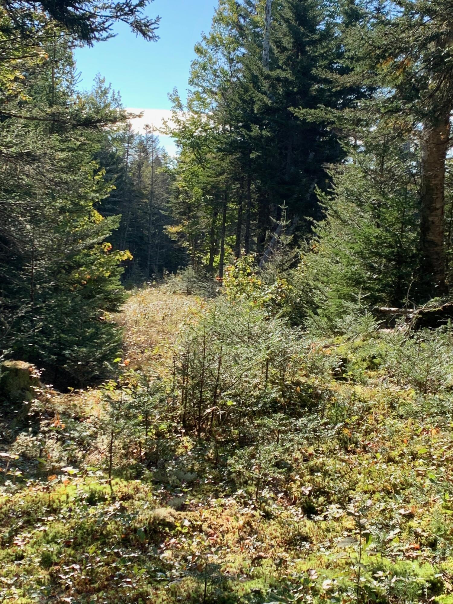 Lot 14 Off Steam Mill Road Robbinston, ME 04671 - Photo 43 of 67 IMG_2925