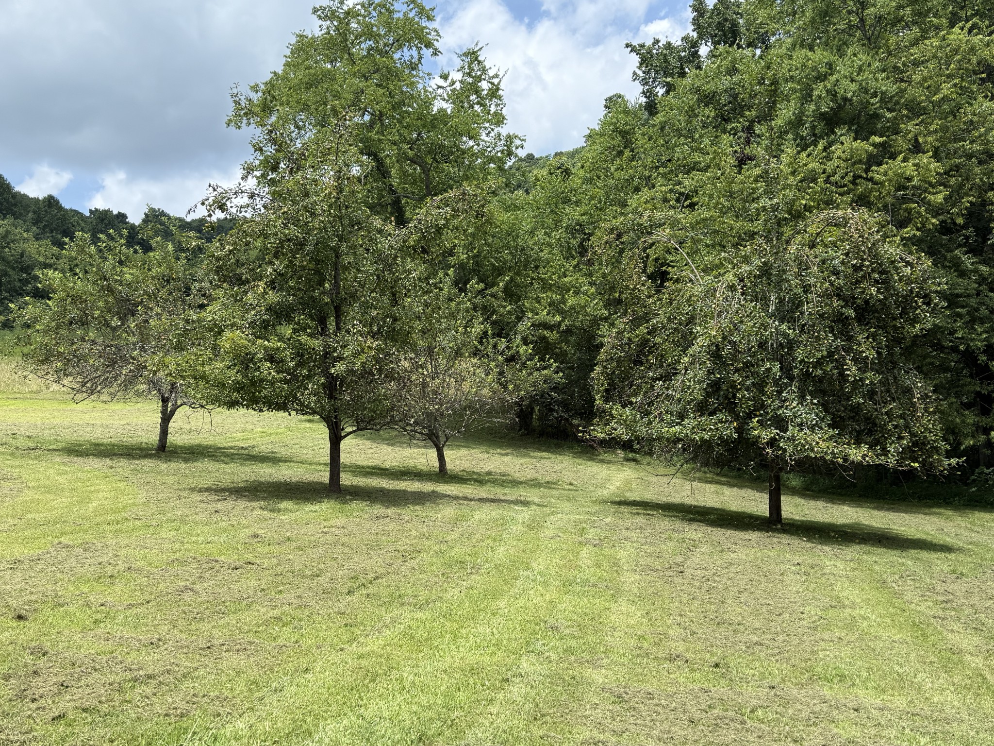 2145 Honey Prong Road Hartsville, TN 37074 - Photo 78 of 99 a view of a yard with a tree
