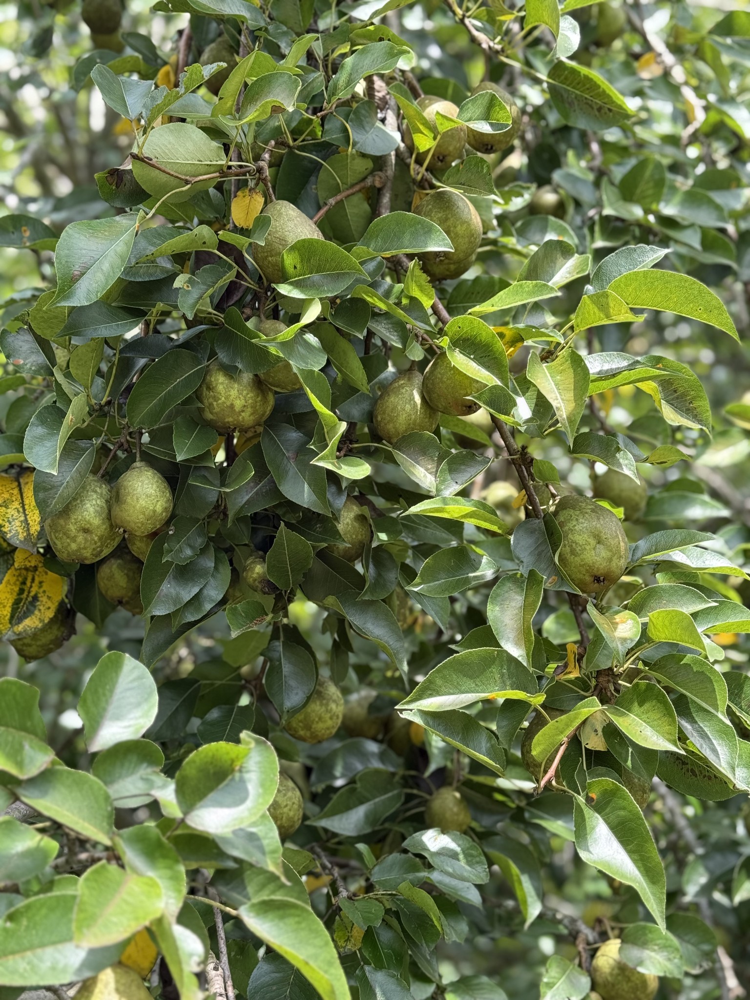 2145 Honey Prong Road Hartsville, TN 37074 - Photo 80 of 99