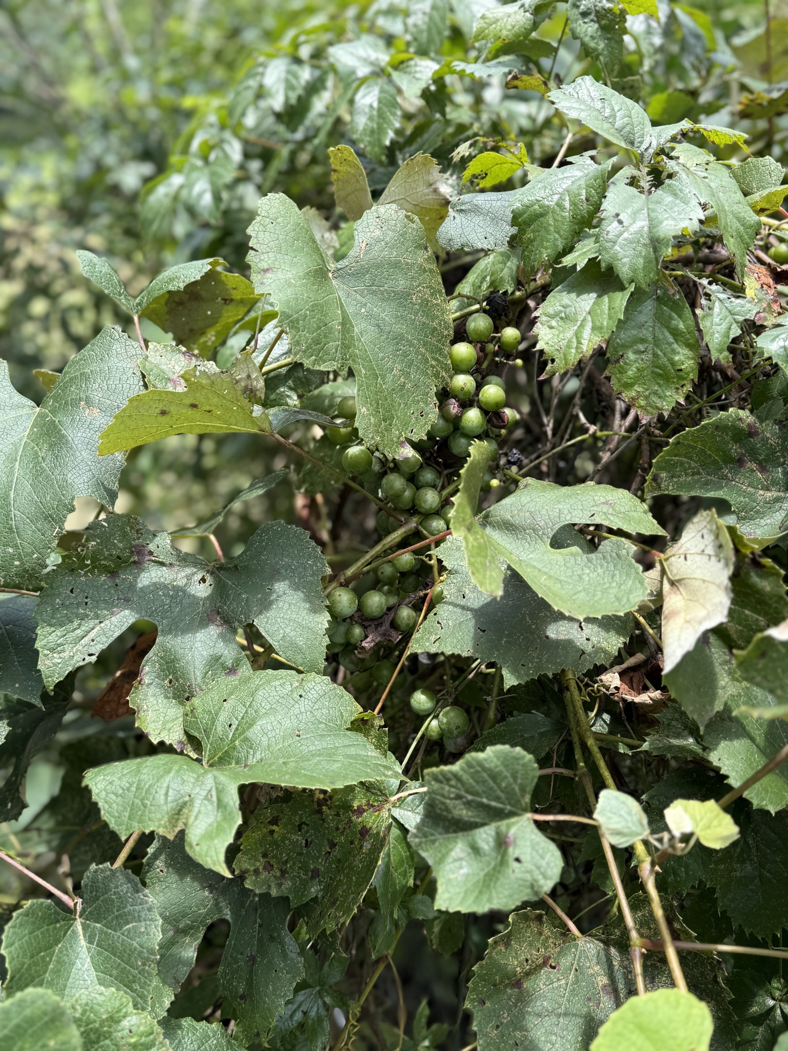 2145 Honey Prong Road Hartsville, TN 37074 - Photo 81 of 99