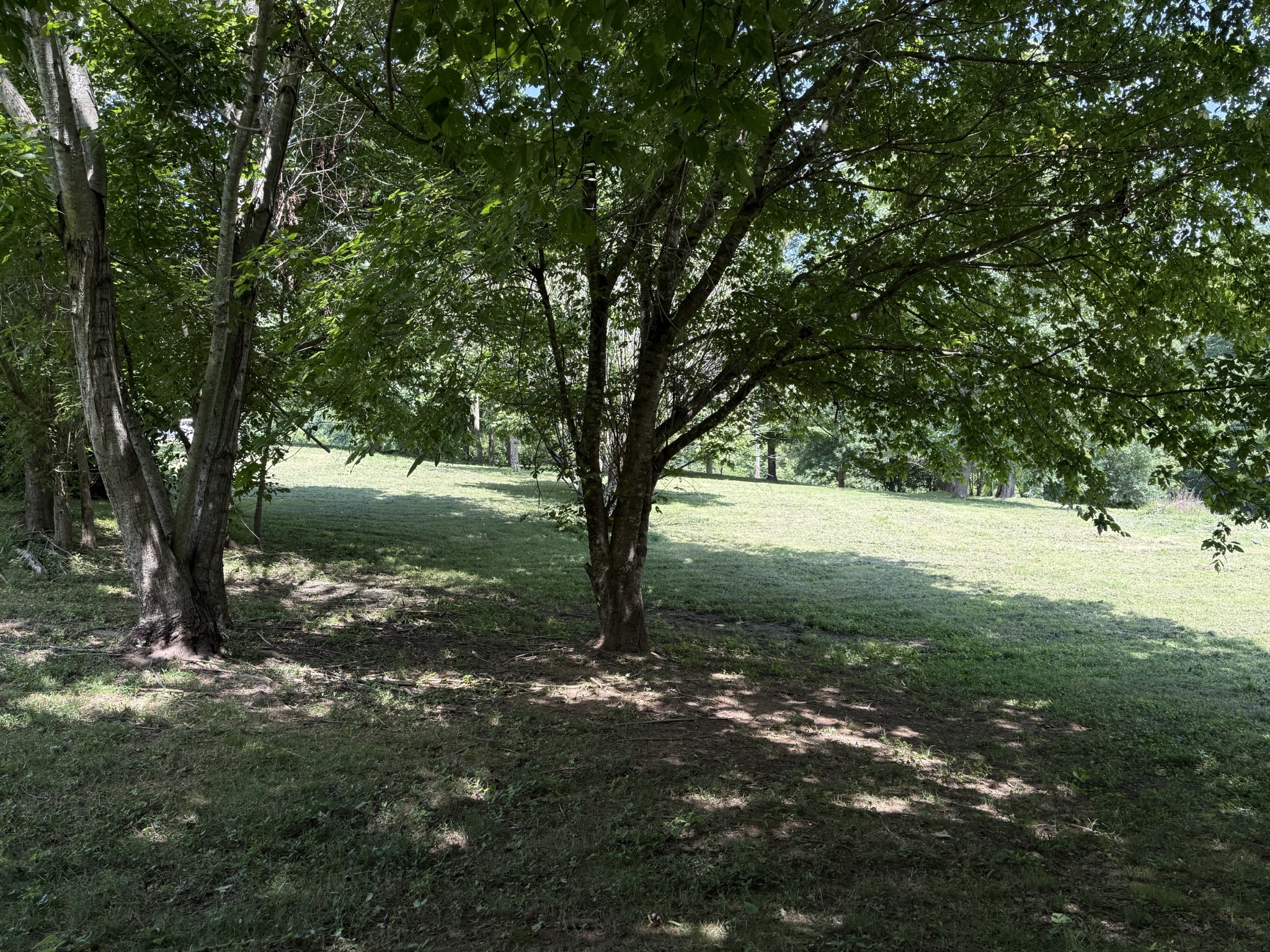 2145 Honey Prong Road Hartsville, TN 37074 - Photo 89 of 99 a view of a yard with a tree