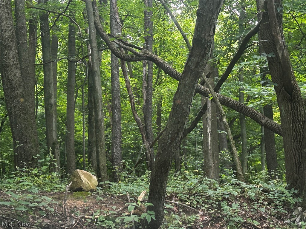 5742 Grove Road Clinton, OH 44216 - Photo 28 of 37 Woods to hunt