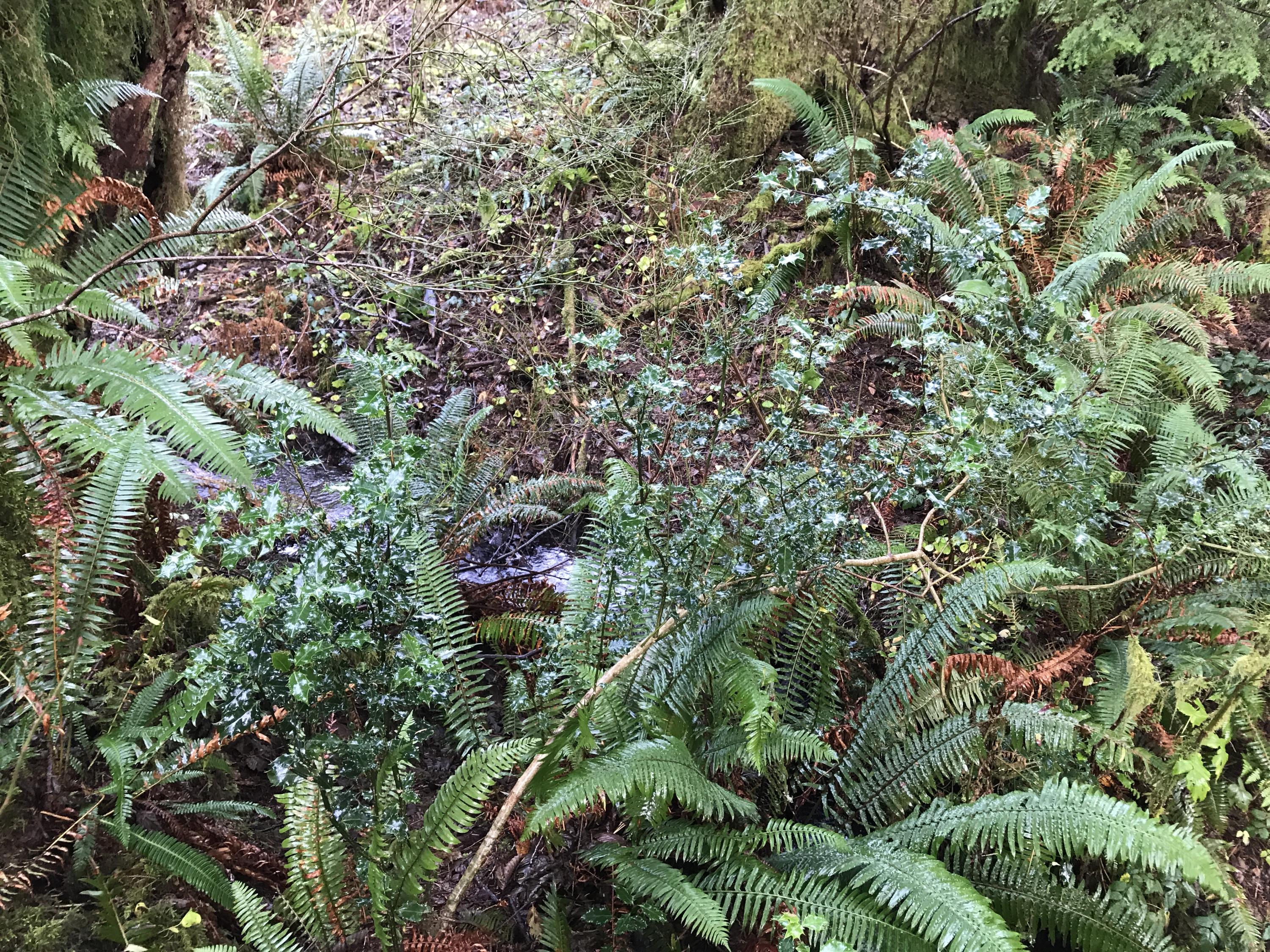 V/l Miami Foley Road Nehalem, OR 97131 - Photo 10 of 21 Lot