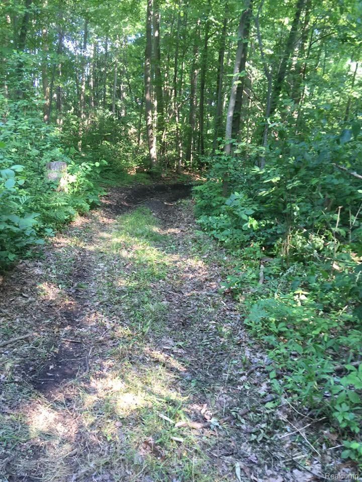 30965 Pennsylvania Road Romulus, MI 48174 - Photo 36 of 39 part of the 4.41 wooded acres