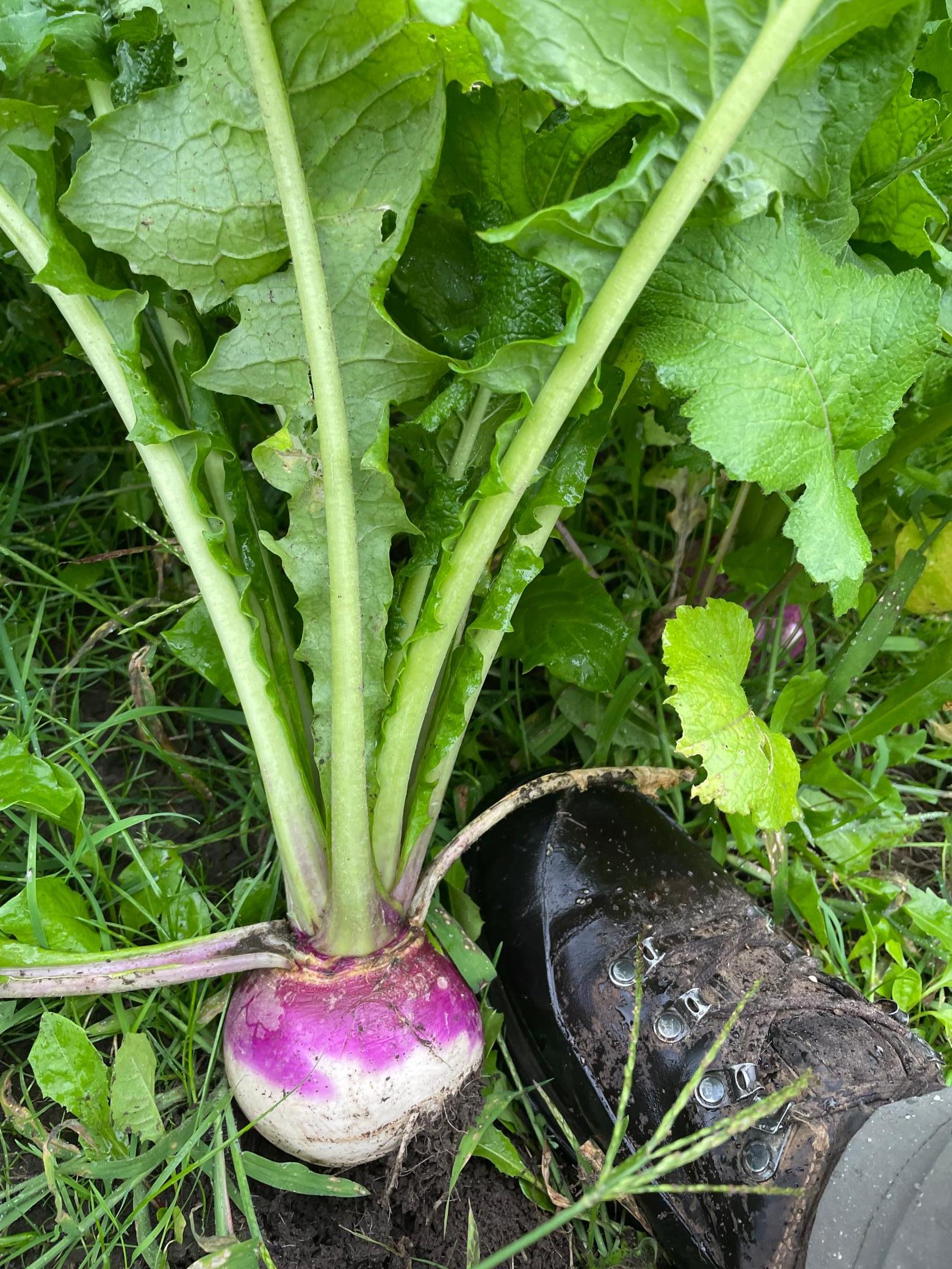 27380 Sevastopol Road Red Wing, MN 55066 - Photo 10 of 18