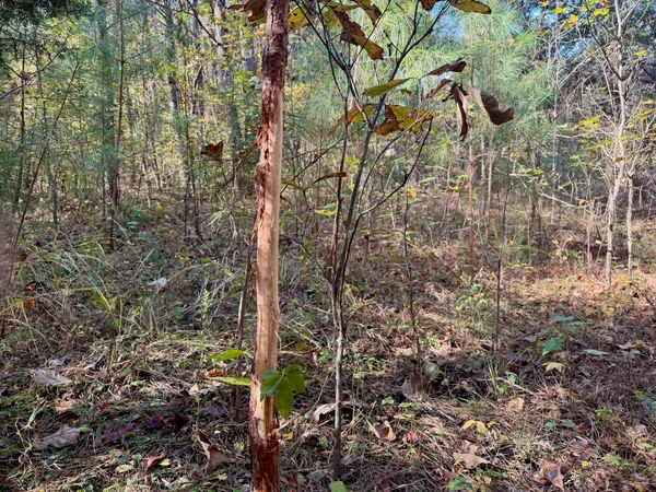 a view of a forest with a lake