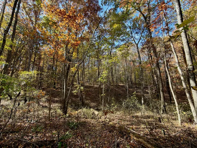 a view of a yard with a tree