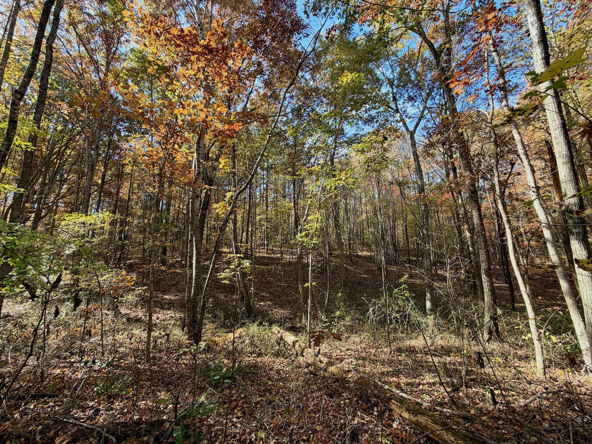 0 Slatesville Road Keeling, VA 24566 - Photo 14 of 78 a backyard of a house with lots of green space