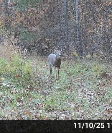 a view of a yard with trees