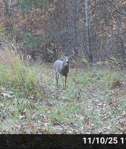 a view of a yard with trees