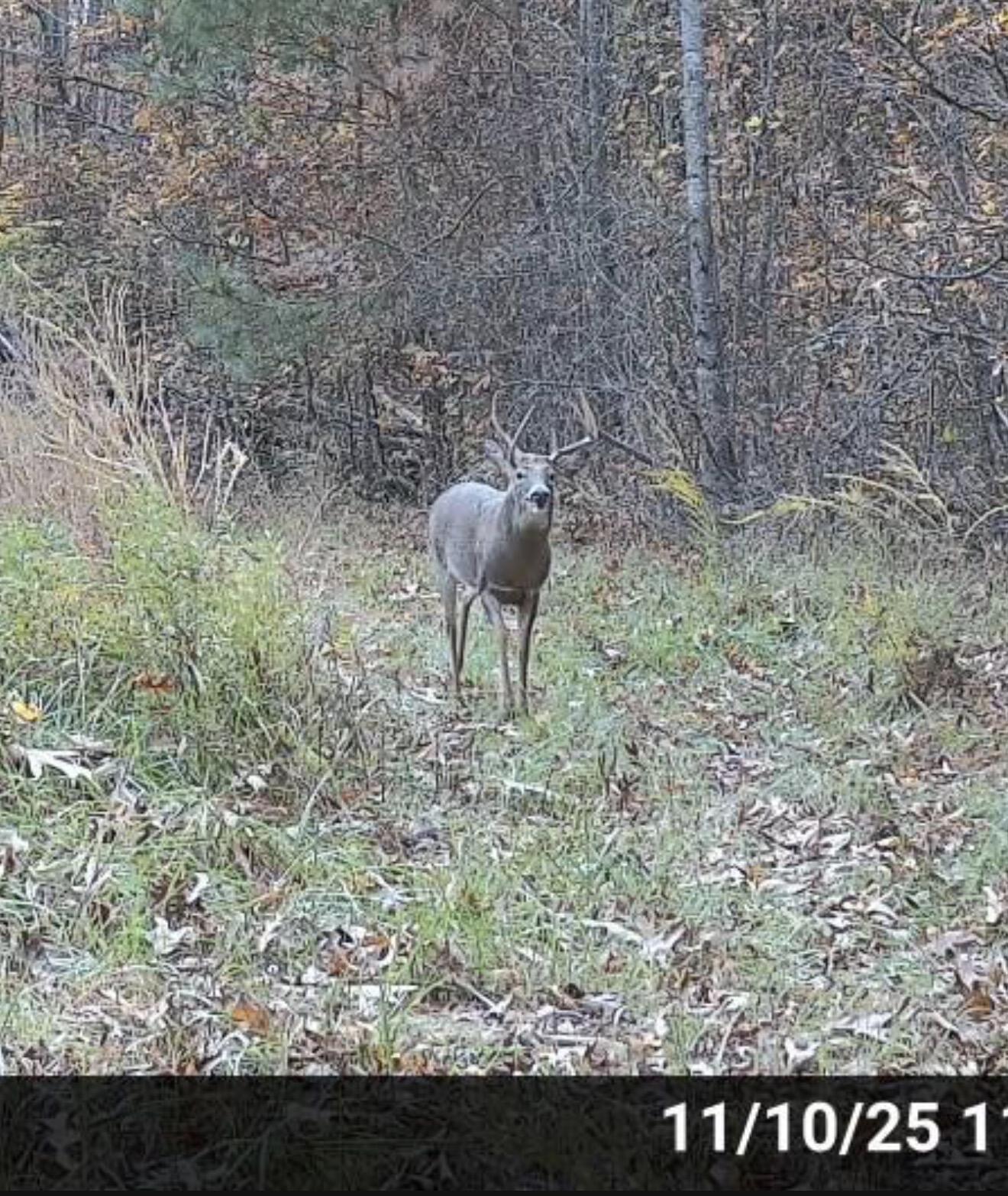 0 Slatesville Road Keeling, VA 24566 - Photo 18 of 78 a backyard of a house with lots of green space