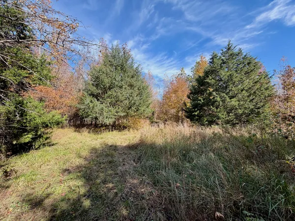 a view of backyard with tree