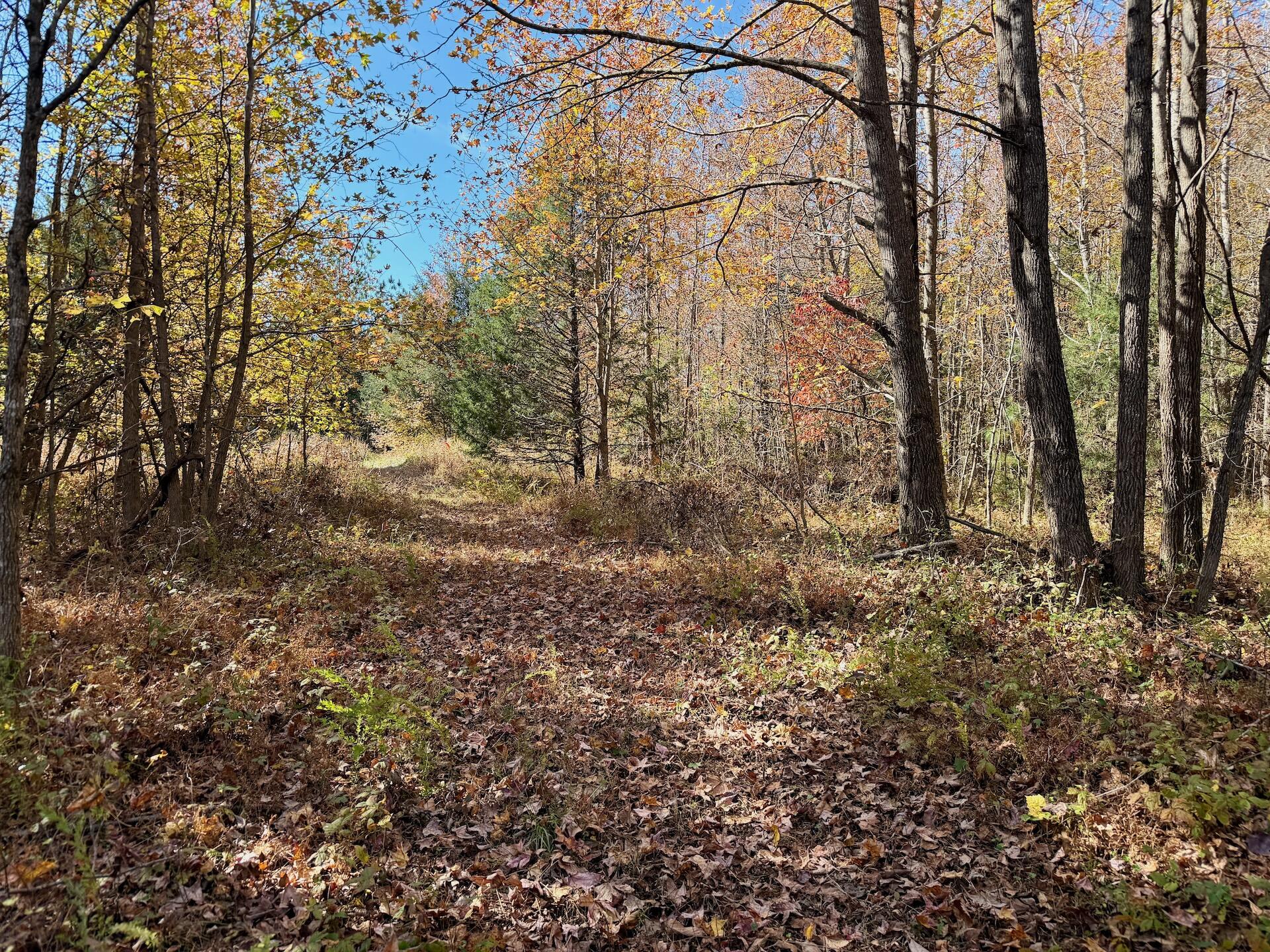 0 Slatesville Road Keeling, VA 24566 - Photo 24 of 78 a view of a yard with a tree