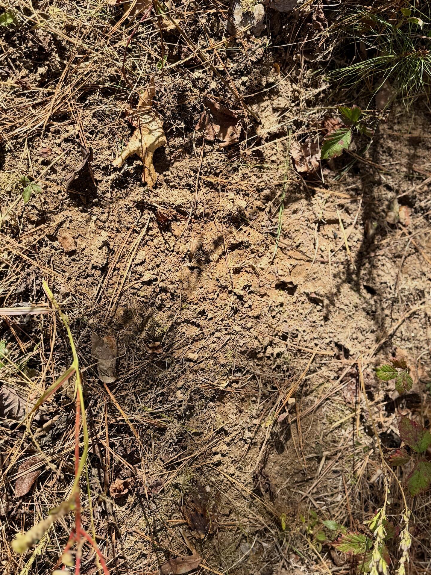 0 Slatesville Road Keeling, VA 24566 - Photo 25 of 78 a view of a field