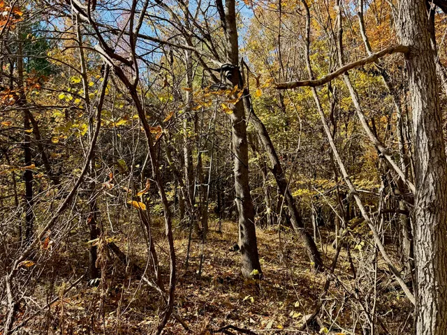 a view of a yard with a tree