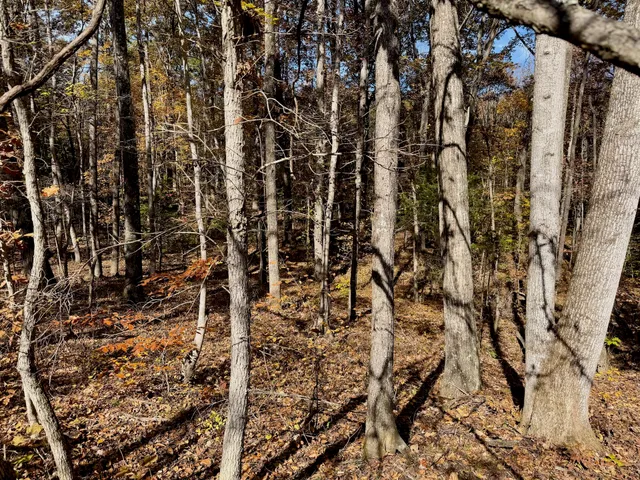 a view of mountain view with lots of trees