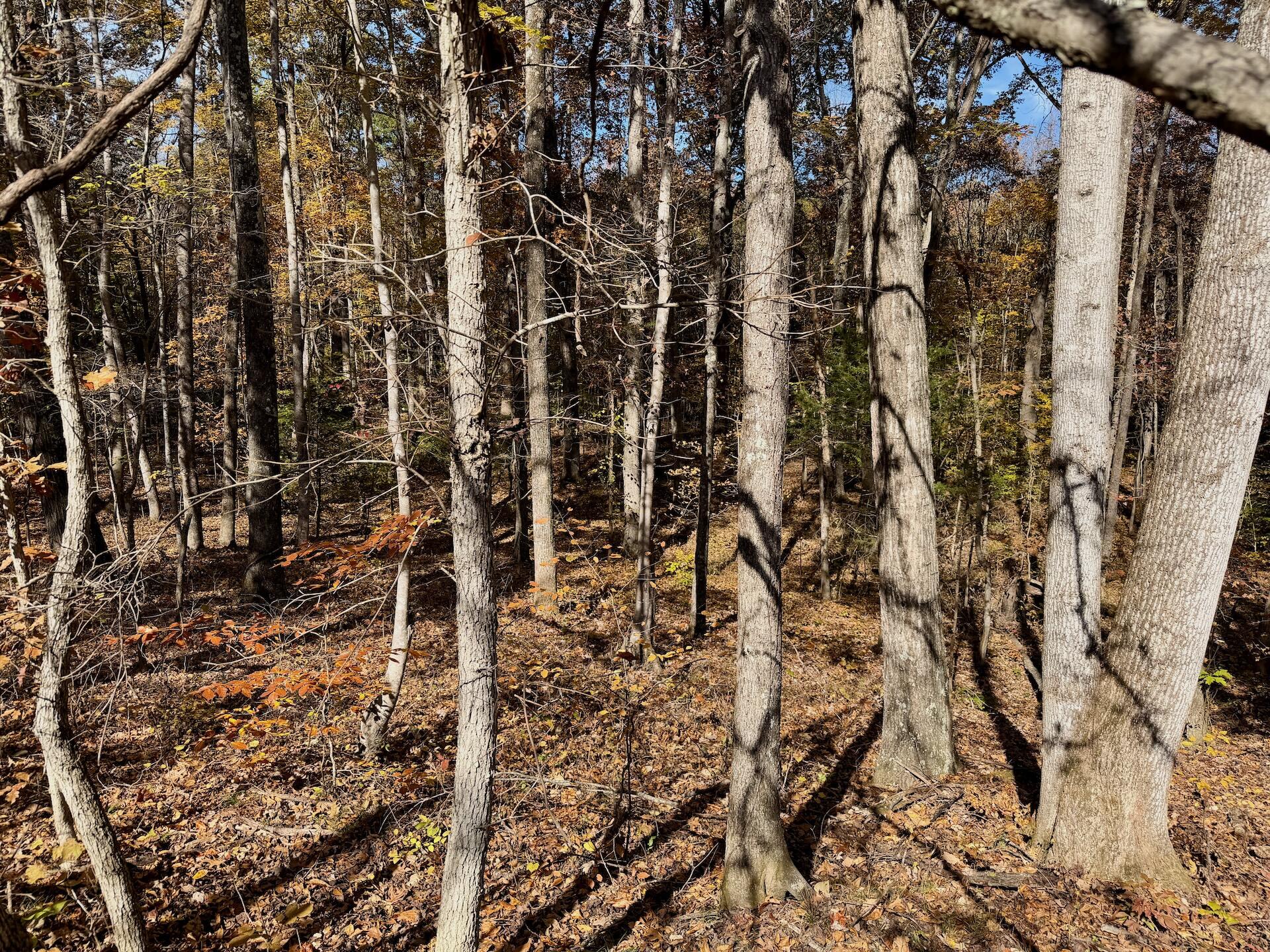 0 Slatesville Road Keeling, VA 24566 - Photo 29 of 78 27