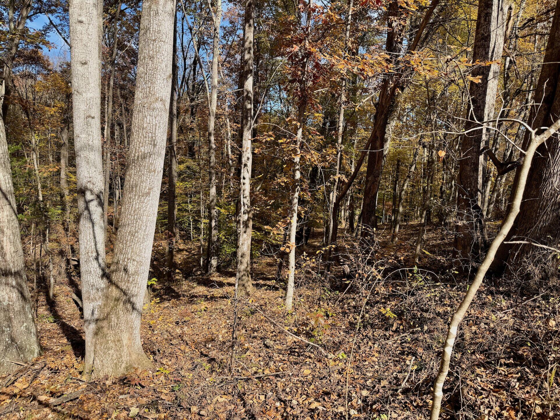 0 Slatesville Road Keeling, VA 24566 - Photo 34 of 78 Chivvis photos - 36