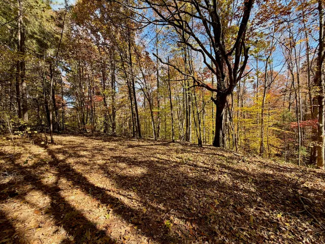 a view of a yard with a tree