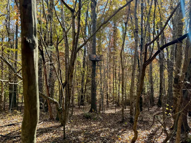 a view of a forest with lots of trees