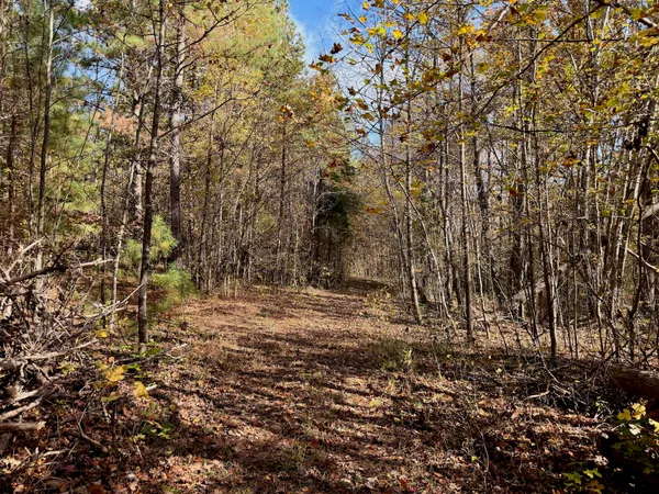 an aerial view of mountain with trees