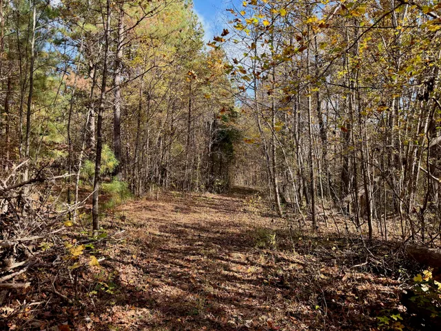 an aerial view of mountain with trees