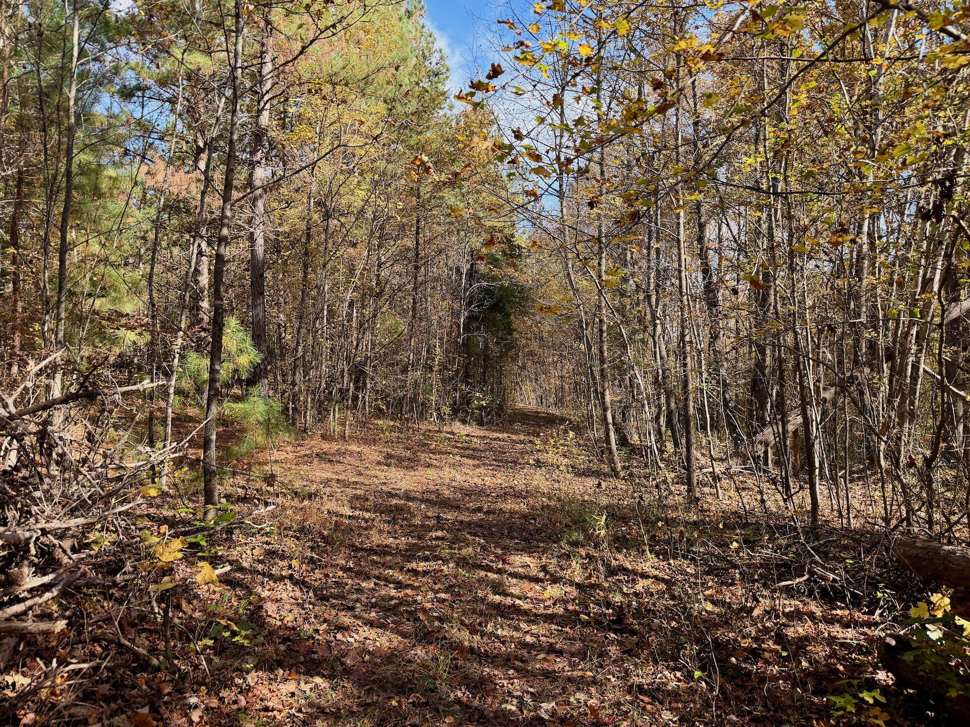 0 Slatesville Road Keeling, VA 24566 - Photo 38 of 78 a view of a yard with a tree