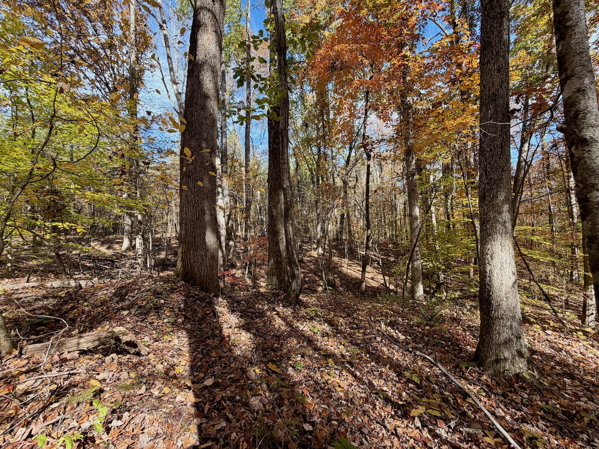 0 Slatesville Road Keeling, VA 24566 - Photo 39 of 78 a view of a yard with lots of trees