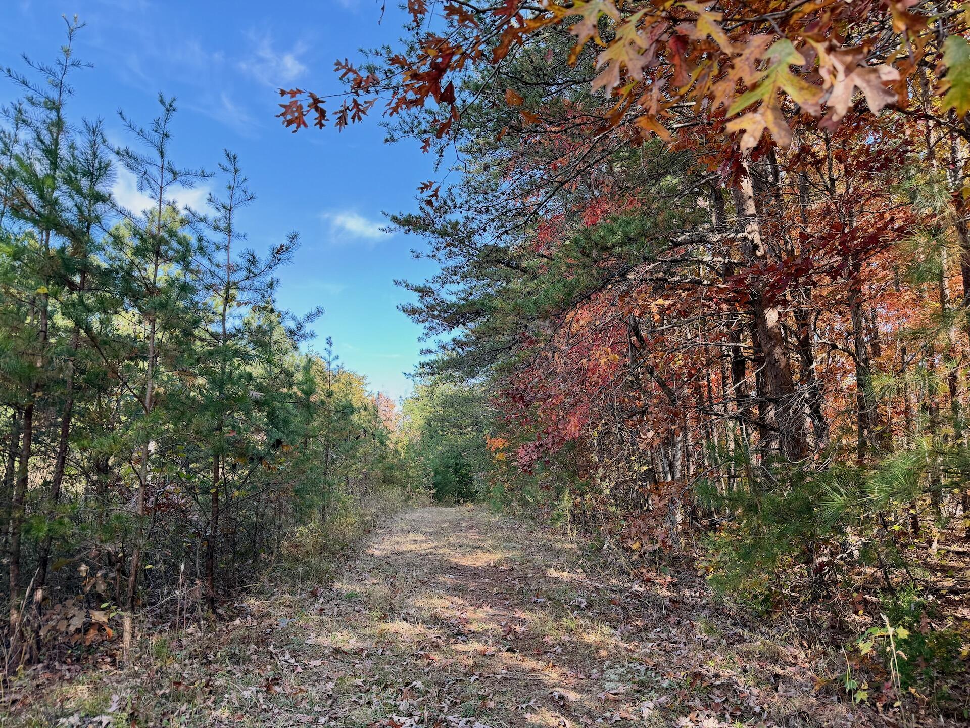 0 Slatesville Road Keeling, VA 24566 - Photo 4 of 78 a big yard with lots of green space