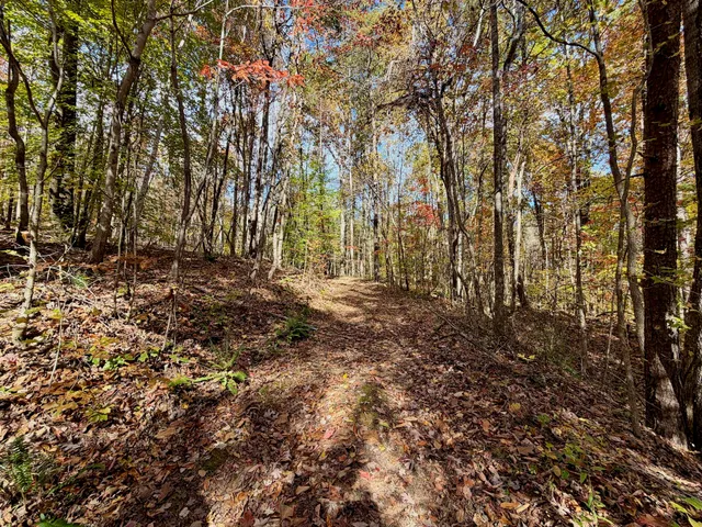 an aerial view of mountain with trees