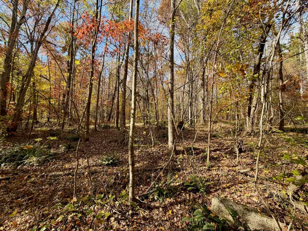 a view of a yard with a tree
