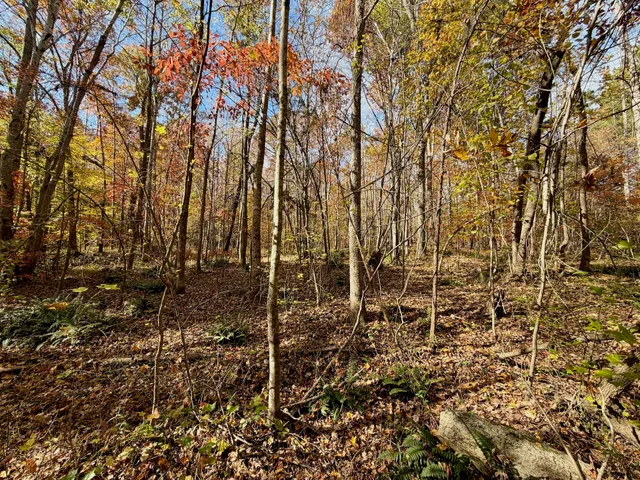 a view of a yard with a tree