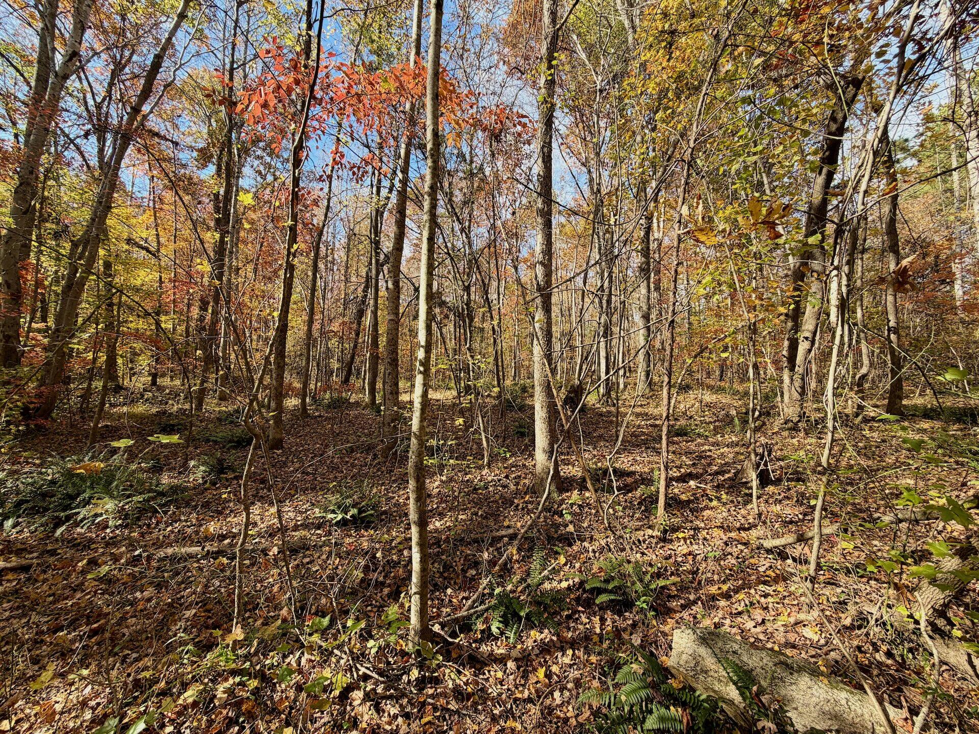 0 Slatesville Road Keeling, VA 24566 - Photo 44 of 78 Chivvis photos - 24
