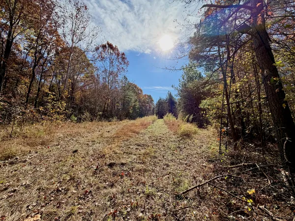 a view of a city with lush green forest