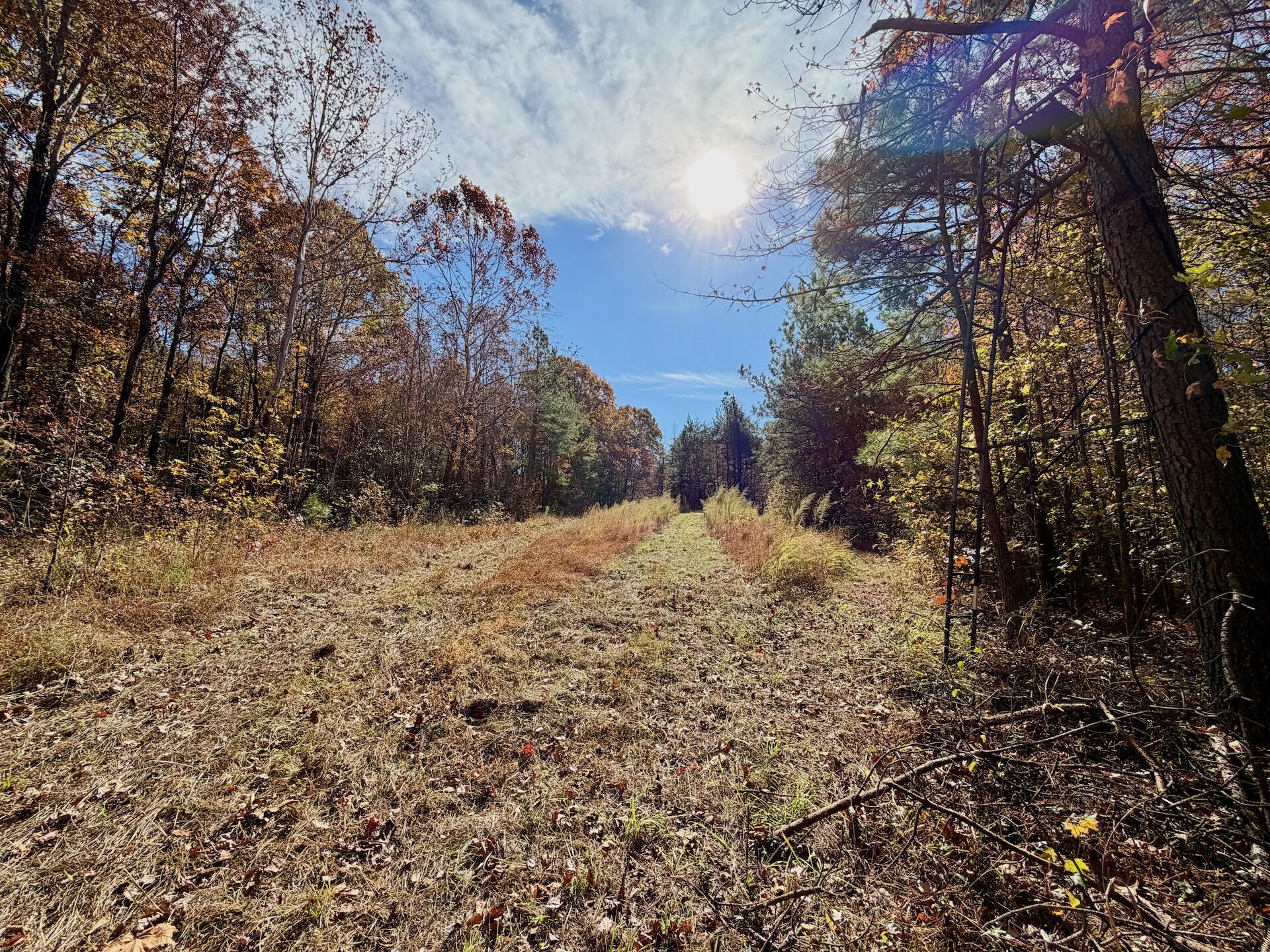 0 Slatesville Road Keeling, VA 24566 - Photo 46 of 78 a view of a snow in between the two trees