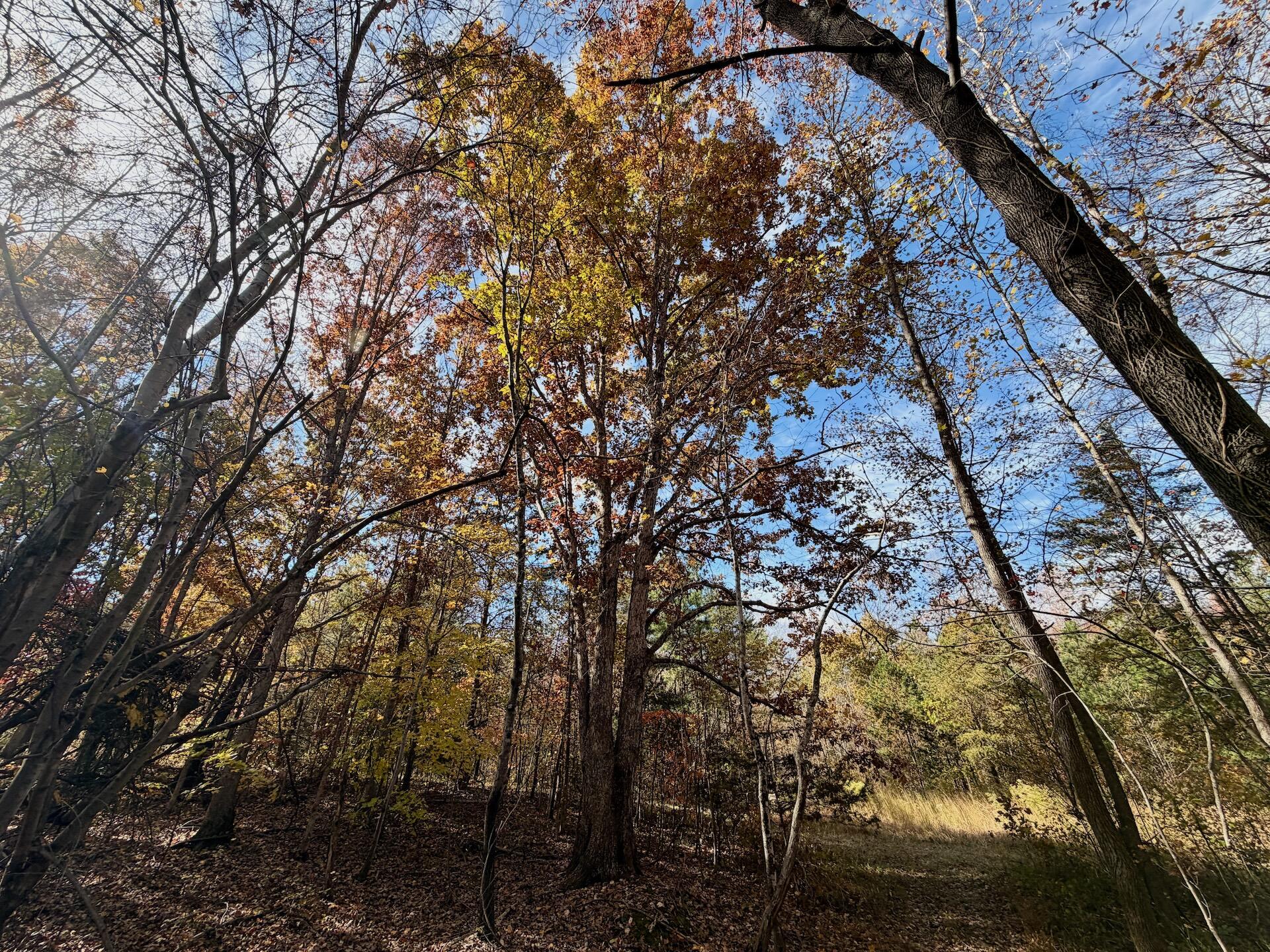 0 Slatesville Road Keeling, VA 24566 - Photo 47 of 78 a view of a yard