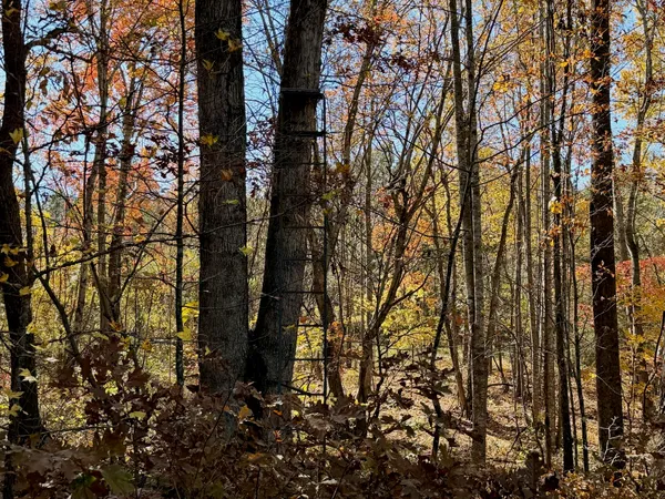 an aerial view of mountain with trees