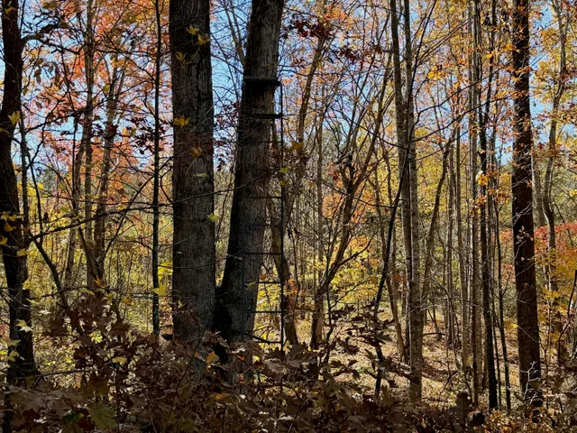 an aerial view of mountain with trees