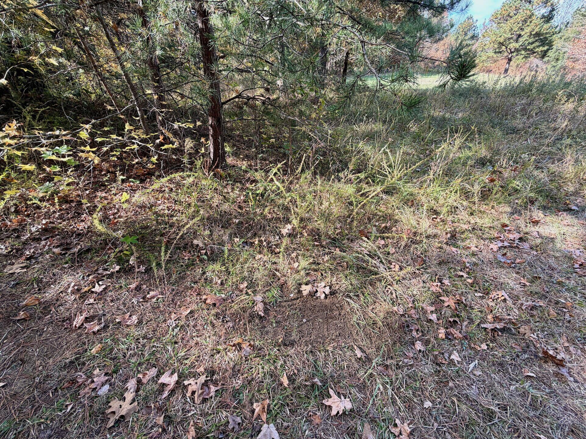 0 Slatesville Road Keeling, VA 24566 - Photo 50 of 78 a view of a yard with a tree