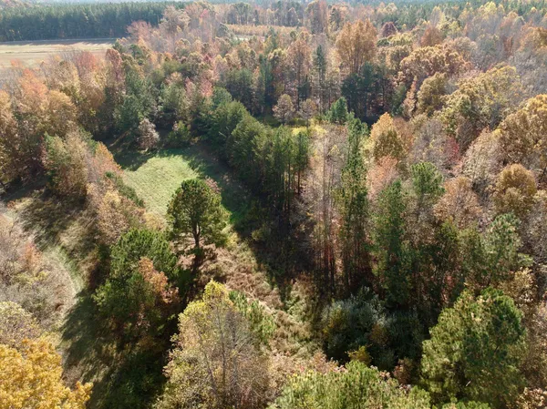 a view of a tree in the middle of a yard