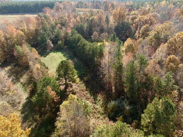 a view of a tree in the middle of a yard