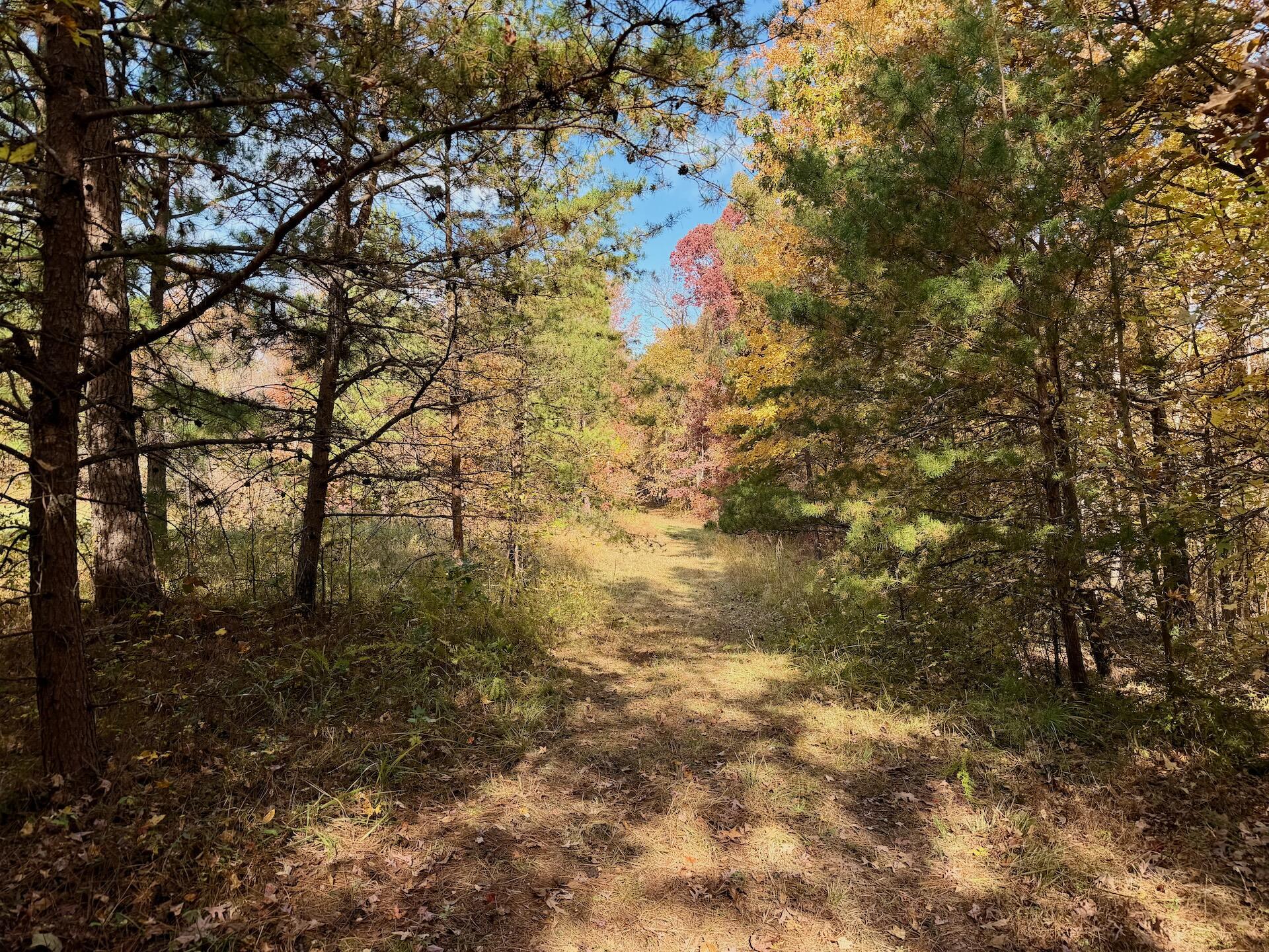 0 Slatesville Road Keeling, VA 24566 - Photo 51 of 78 a view of a yard