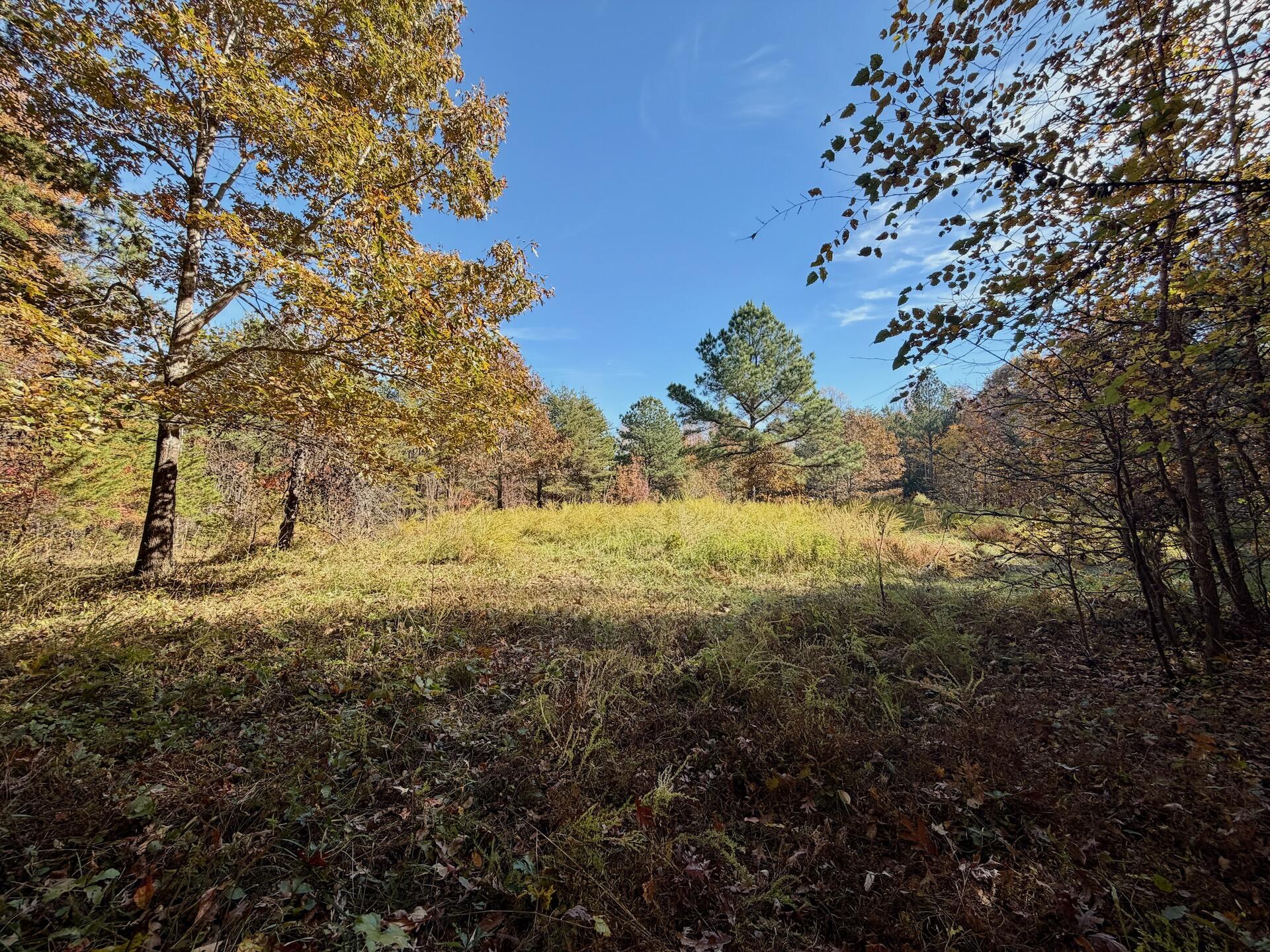 0 Slatesville Road Keeling, VA 24566 - Photo 54 of 78 a view of yard covered with green space